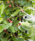 Maulbeere "BonBon Berry®",1 Pflanze (5)