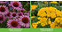 Mein schöner Garten Bienenfreundliches Gartenbeet "Nektar-Oase", 21 Pflanzen (5)