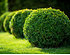Mein schöner Garten Buchsbaum-Kugel (5)