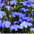 Mein schöner Garten Sommerbalkon blaue Blütenpracht 5 Pflanzen (5)