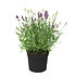 Mein schöner Garten Zweifarbiger Lavendel 6 Pflanzen (4)