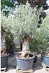 Olivenbaum (Hojiblanca) frosthart - Olea europea Hojiblanca (5)