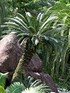Palmfarn (Sago-Palme) (5)