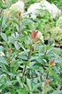 Photinia (Red Robin) - Photinia fraseri Red Robin (5)