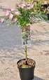 Rosa Puderquastenstrauch(Dixie Pink) - Calliandra surinamensis (5)