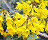 Schnurbaum (Sun King) Hochstamm - Sophora microphylla Sun King (5)