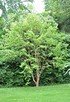 Taschentuchbaum (Taubenbaum) - Davidia involucrata (5)
