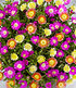 Winterharte Eisblumen Summer Mix,3 Pflanzen (5)
