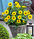 Winterharte Sonnenblume "SunCatcher®",1 Pflanze (5)