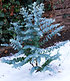 Winterharter Eukalyptus "Azura®", 1 Pflanze (5)