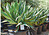 Yucca gloriosa (Kerzen-Palmlilie) - Yucca gloriosa (5)