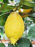 Zitronenbaum (Limon) - Citrus limon (5)