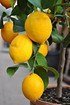 Zitronenbaum (Meyers Zitrone) - Citrus meyeri (5)