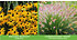 Mein schöner Garten Staudenbeet "Sunshine ", 18 Pflanzen (10)