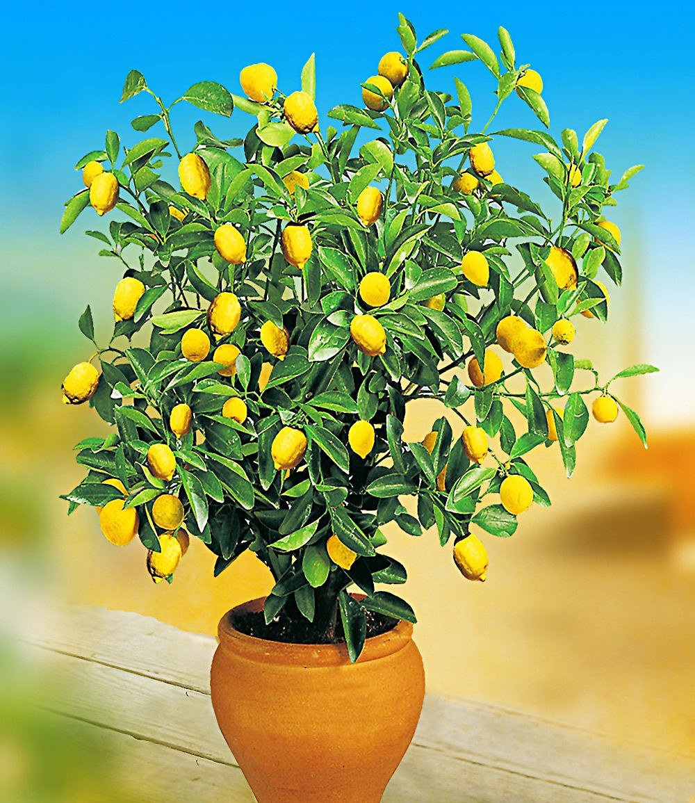 Zitronen- &amp; Orangenbaum,2 Pflanzen günstig online kaufen - Mein Schöner ...