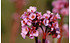 AllgäuStauden Bergenie Bergenia Hybride 'Herbstblüte' (2)