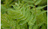 AllgäuStauden Echter Baldrian Valeriana officinalis (2)