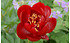 AllgäuStauden Edel-Pfingstrose Paeonia lactiflora 'Buckeye Belle' (2)