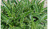 AllgäuStauden Elfendistel Morina longifolia (2)