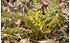 AllgäuStauden Farn-Lerchensporn Corydalis cheilanthifolia (2)