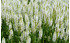 AllgäuStauden Garten-Salbei Salvia nemorosa 'Schneehügel' (2)