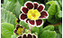 AllgäuStauden Gesäumte Primel Primula Elatior-Hybr. 'Victorian Laced Primroses' (2)