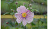 AllgäuStauden Herbst-Anemone Anemone Japonica-Hybride 'Serenade' (2)