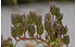 AllgäuStauden Herbst-Eisenhut Aconitum carmichaelii 'Arendsii' (2)