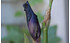 AllgäuStauden Hohe Bart-Iris Iris barbata-elatior 'Superstition' (2)