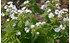 AllgäuStauden Kaukasus-Vergissmeinnicht Brunnera macrophylla 'Betty Bowring' (2)