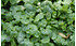 AllgäuStauden Korsisches Zimbelkraut Cymbalaria hepaticifolia (2)