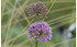 AllgäuStauden Kugel-Lauch Allium Hybride 'Pink Planet' (2)
