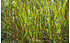 AllgäuStauden Moor-Pfeifengras Molinia caerulea 'Moorhexe' (2)