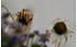 AllgäuStauden Oktober-Margerite Leucanthemella serotina 'Herbststern' (2)