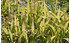 AllgäuStauden Plattährengras Chasmanthium latifolium (2)