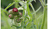 AllgäuStauden Purpur-Kratzdistel Cirsium rivulare 'Atropurpureum' (2)