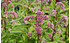 AllgäuStauden Purpurdost Eupatorium maculatum 'Purple Bush' (2)