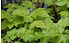 AllgäuStauden Schaumblüte Tiarella cordifolia 'Eco' (2)