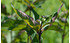 AllgäuStauden Sonnenauge Heliopsis helianth.var. scabra 'Summer Nights' (2)