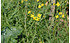 AllgäuStauden Stauden-Rucola Diplotaxis tenuifolia (2)