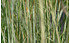 AllgäuStauden Weißbuntes Reitgras Calamagrostis x acutiflora 'Avalanche' (2)