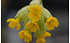 AllgäuStauden Wiesen-Schlüsselblume Primula veris (2)