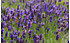 AllgäuStauden Zwerg-Lavendel Lavandula angustifolia 'Peter Pan' (2)