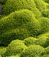 Andenpolster "Azorella",2 Pflanzen (2)