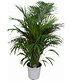Areca Palme ca 100 cm hoch,1 Pflanze (2)