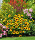 Balkon-Sonnenblume SunBelievable®, 1 Pflanze (2)
