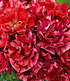 Beet-Rose "La reine de la nuit®",1 Pflanze (2)