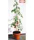 bellissa Tomatenturm 120 cm,1 Stück (2)