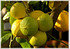 Bergamotte Citrus bergamia (2)