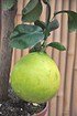 Bergamotte (Pomeranze) - Citrus bergamia (2)